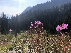 Maple Heather Trail, WA